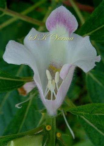  Stamens (Corolla opened)